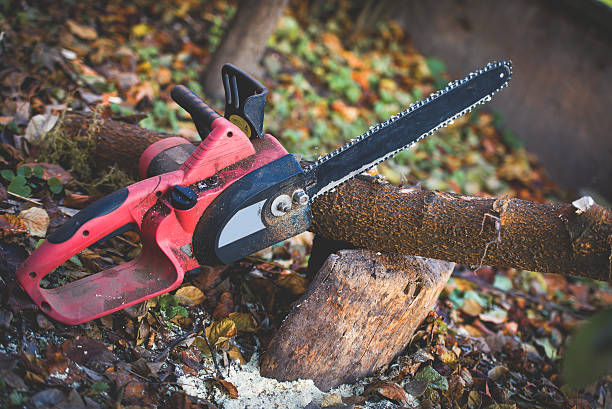 Best Storm Damage Tree Cleanup  in Edgecliff Village, TX